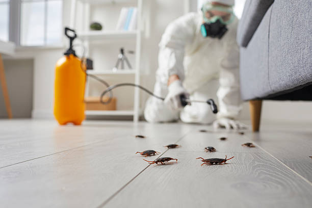 Commercial Kitchen Cockroach Control in San Carlos